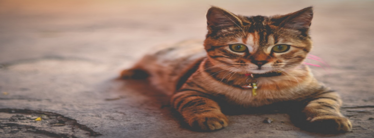 Find Your Perfect Furry Friend Here